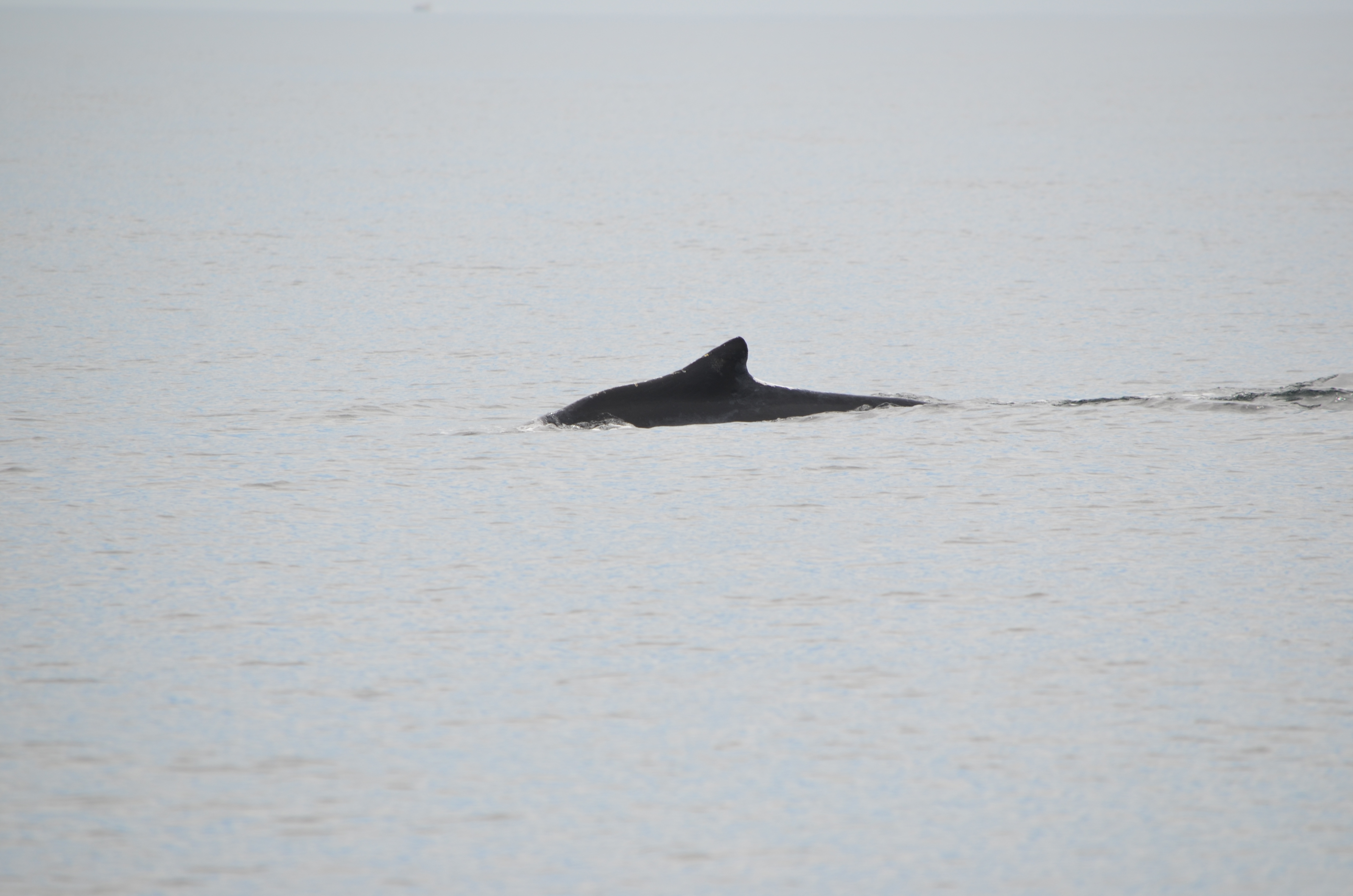 photos/wildlife/Mammal_Species/Humpback Whale/DSC_0032.JPG